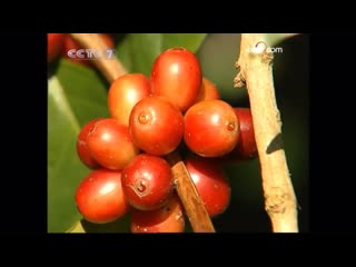 kafei coffee. coffee plantations of kafei yuan. planting zhongzhi young plants yu`miao.