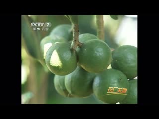 macadamia, or kindal aozhou jianguo (australian walnut).