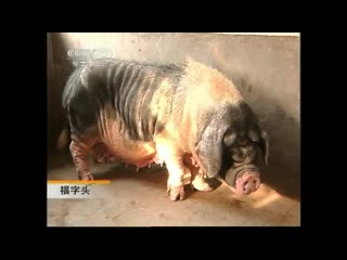 pig zhu. ningxiang ningxiang zhu (ningxiang pig) loose belly pig.