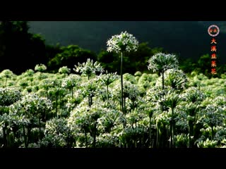 blooming season huaji luca jiucong...