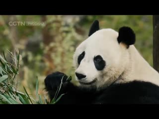 panda, giant panda, bamboo bear (lat. ailuropoda melanoleuca) da xiong mao (big bear cat, cat-like bear). big tits