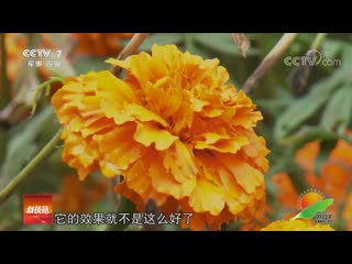 edible flowers shiyun huahui. chrysanthemums juhua (chrysanthemum flower) and marigolds (tagetes) wanshouju (longevity xp