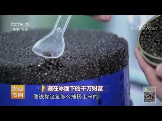 millions of riches under the ice of bingmian chia de qianwan caifu. artificial breeding of sturgeon in the heilongjiang river (ch