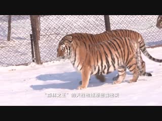 saving tigers for wildlife biologist liu dan and his daily work in the harbin tiger park amur tiger dongbeihu (