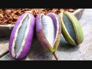 akebia five, five-leafed, or august melon, or august fried yu zhi zi, yu zhi zi (lat. akebia quinata), beech