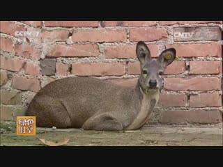 musk deer (01), siberian musk deer yuanshe (main musk), or linshe (forest musk), or simply she (musk), as well as