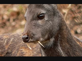 musk deer (02), siberian musk deer yuanshe (main musk), or linshe (forest musk), or simply she (musk), as well as