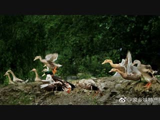 sansui duck sansui ya from guizhou province, with 600 years of breeding history. this duck is also called hui chunlangde