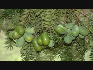 nuciferous torreya fei (lat. torreya nucifera), or fei zi shu (chinese walnut tree), or pia (chinese torr