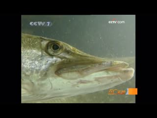 fish farming yangyuye . freshwater fish farming danshui yangyu . pike gouyu (crazy, crazy fish). common pike