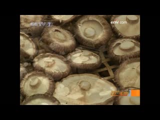 edible tree fungus zhi'er. shiitake mushrooms xianggu (lat. lentinus edodes). fire-dried shiitake xianggu hongkao. t