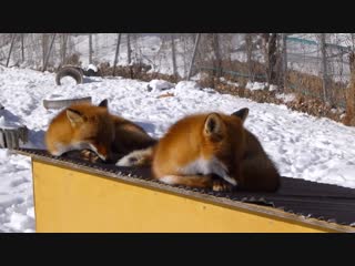 premonition of spring lenobecho fox reserve in kitami city, hokkaido governorate, japan.