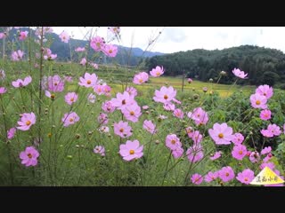 cinderella (huigunyan) from yunnan province... fishing among the rice paddies and rich fish soup from the field carp... ruby color