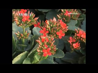 kalanchoe banye jingtian (lat. kalanchoe tubiflora). longevity flower chanshou hua, or kalanchoe blossfeld (lat. kalancho