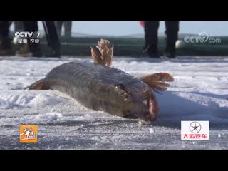 winter fishing dong bu on lake urungu (xinjiang uygur autonomous region). dongbujie winter fishing festival. visitors