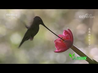 man and nature ren yu ziran . film № 004. hummingbird fengnyao (bee bird), or jinfengnyao (golden hummingbird).