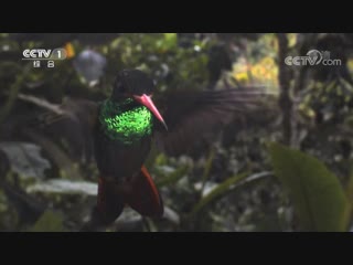 man and nature ren yu ziran . film № 003. hummingbird fengnyao (bee bird), or jinfengnyao (golden hummingbird).