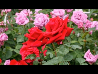 million roses baiwan meigui (chinese version). haishan yun sings. rose garden in kaiochu park, japan.