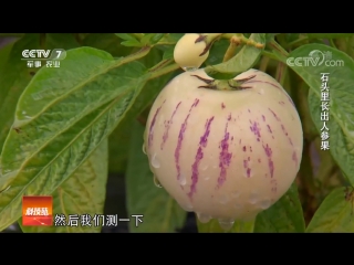 what can grow on a rocky wasteland? ginseng fruit zhenshenguo, or taoyuan (peach orchard), or chinese pear sh