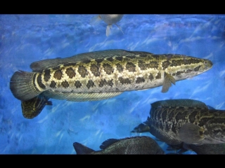 snakehead yueli (lat. ophicephalus asiaticus), or hei yu (black fish), or wu li channa (snakehead, lat. channa arg