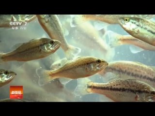 the technology of breeding fish in metal containers date xiangzi lai yang yu (a large iron box for growing fish). p