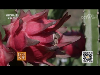 fiery dragon fruits at the edge of the river nu nujiang bianshan de holun guo. dragon fruit lung guo, or pitahaya holun guo (fire