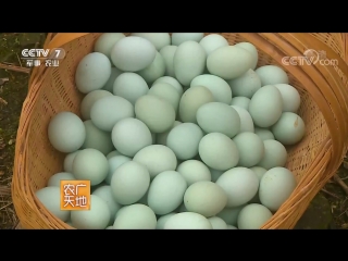 chickens zhangshun (named after the prefecture) laying green eggs ancient and precious gulao e ryu baogui breed of china l