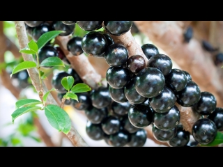 jaboticaba (jaboticaba), or vine tree (lat. plinia cauliflora), or jiabao guo, (good fruit treasure). luo yang