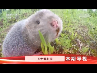 bamboo rat zhushu (lat. rhizomys sinensis), or zhulin xiamian cang caifu, literally tibetan wealth under bamboo big tits