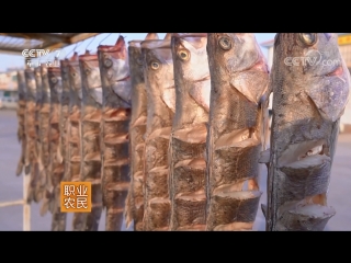 the generous fish abundance of fufuyu yu of the jiaodong peninsula, washed by the sea on three sides. the people of jiaodong eat a lot of fish dishes.