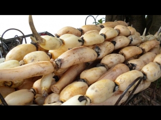 heou lotus root (lotus root) - like toudou shortbread. technology of planting lotus roots nut-bearing lotus he (