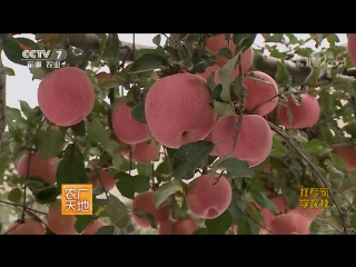 ping guo apple (apple fruit). apple tree (tree) pingo shu. pingguo yuan apple orchard with the latest care and cultivation method