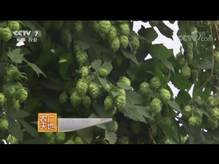 hops pijiuhua (beer-wine flower), or jiuhuacao (wine-flower herb), or shema (snake hemp, climbing hops)