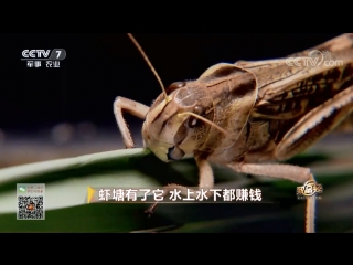 locust huang (locust), or huangchun (locust insect) ... dunya feihuang, literally east asian migratory sa