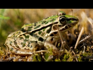 black-spotted frog (lat. pelophylax nigromaculatus), or chinese water frog heiban tsezheva (black spot in the warehouse