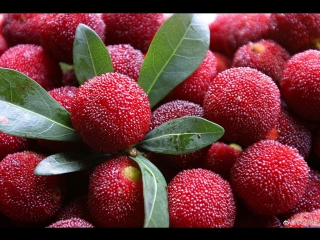 red waxwort (myrica rubra) yangmei (plum poplar), or lengmei (acute-angled plum) and even shengsen (holy m