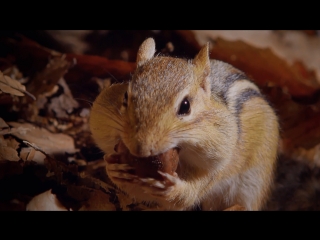 the tiny giants xiao juren, the forest chipmunk hua lishu and the little mouse of their gobi desert xiao laoshu. their life is