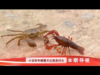 the technology of growing freshwater crabs dan shui xie and red crayfish xu yi, in one reservoir. new technology in agriculture