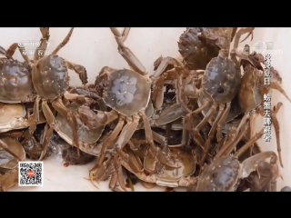 freshwater crabs dan shui xie. breeding technology of delicacy decapod crustaceans shitzu jia qiao dunu, or short