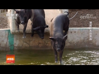 black pigs - heizhu tiaoshui divers, or free-range pigs - eat what they want