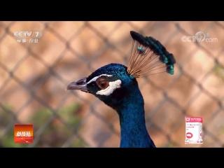 peacock kongque. blue (blue) peacock lan kongque. green peacock lu kongque . breeding peacocks on an industrial scale