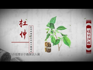 herbal china (movie 04) ben cao zhong guo. documentary film about the culture of chinese medicine.