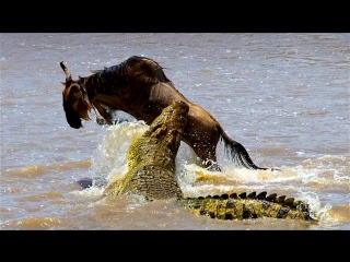 fight for life deadly crocodile. the road of life.