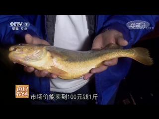 yellow croaker huangyu (yellow river), or dahuanyu (large yellow croaker). technology of breeding delicacy fish