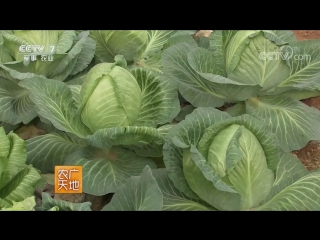 cabbage juan xincai (bulky cabbage). technology of cultivation of early spring cabbage.