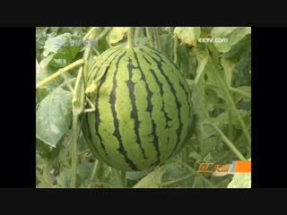 watermelon sigua (western melon). pocket watermelon xuzhen xigua, or xiao xigua, which means small watermelon. ku methods