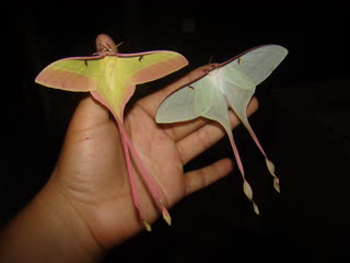 chinese moon moth (lat. actias dubernardi), a species of butterfly from the peacock-eye family. the miracle of birth and transformation