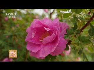 rose, meigui roses. cultivation of pancake flowers in pinyin county, shandong province, for chu meigu rose oil