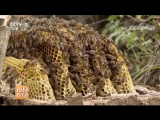 fengmi honey (bee wealth). wild honey ye fengmi . mountain honey shan fengmi . hive-deck fengxiang jiaban. nanch county