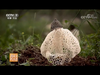 mushroom setkonoska double zhu sun (bamboo mushroom), or gongzhu ban meili (beautiful princess) - a method of artificial big tits